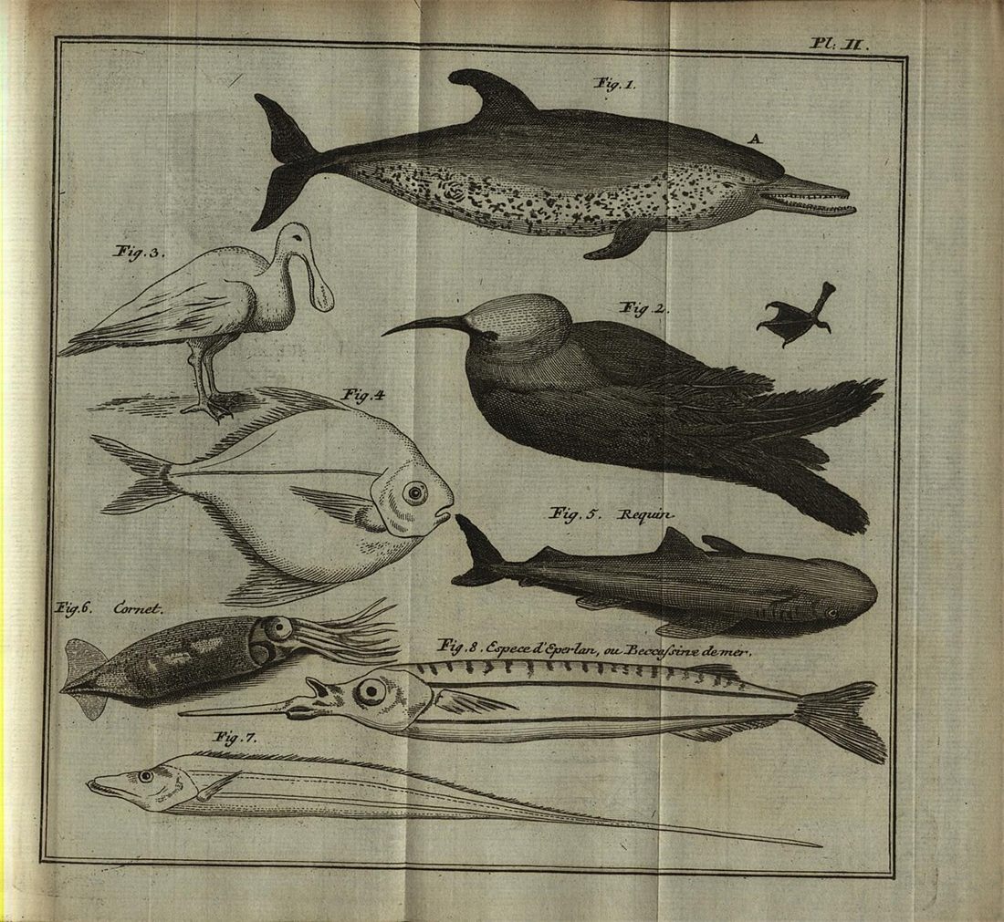Engraved plate of a spotted cetacean, sea birds and fishes